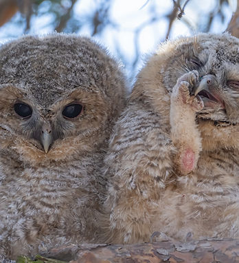 owls-photo_edited.jpg