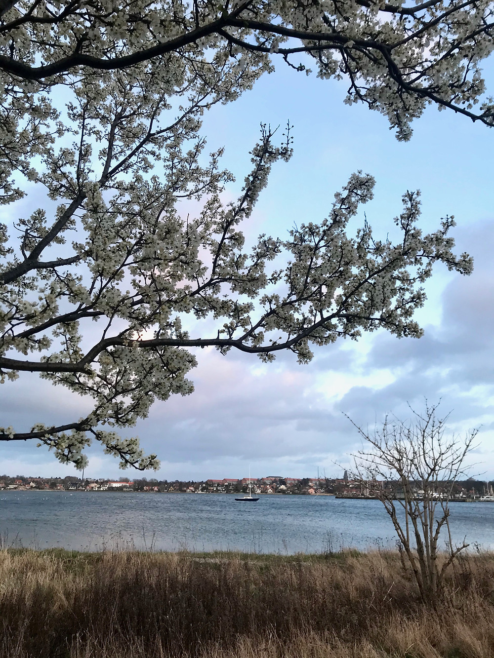 Amidst the Corona Virus Outbreak, trees sprout new flowers at the Roskilde Harbor