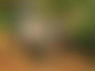Democratic Republic of the Congo: Fourteen Christians Beheaded in Two Separate Jihadist Attacks