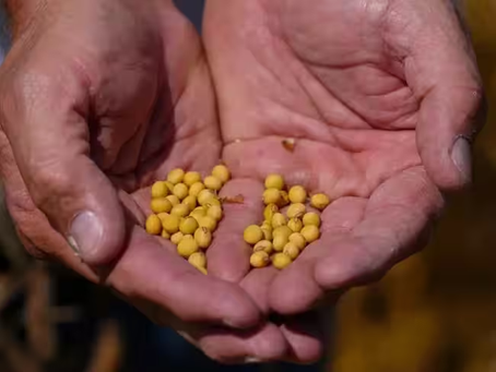 US and India Join Forces to Revolutionise Soybean Farming with AI-Powered Research