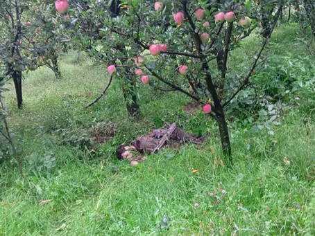 Lashkar-e-Taiba Militant Amir Ahmad Dar Neutralised in Kulgam Operation