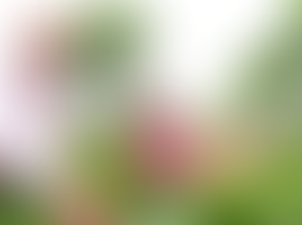 PM Modi’s Assam Visit: A Symbolic Outreach to Tea Garden Workers