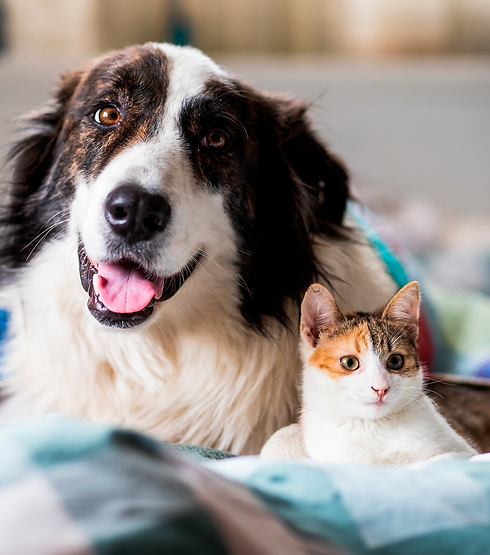 canis-perroygato.png