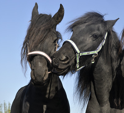 Friesche paarden Vrija en Zen