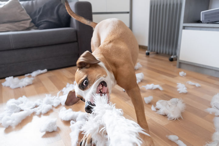 Funny playful dog destroying a fluffy pillow at home. Staffordshire terrier tearing apart