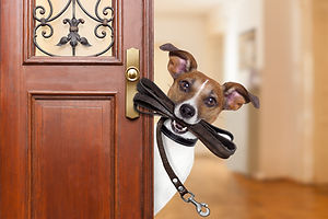 Jack russell dog waiting a the door at home with leather leash in mouth , ready to go fo