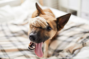Portrait of embarrassed dog hiding face with paw and looking at camera, copy space.jpg