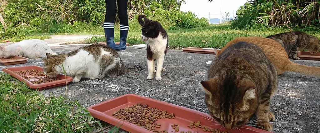 動物保護団体 沖縄 ハピネコ会 日本