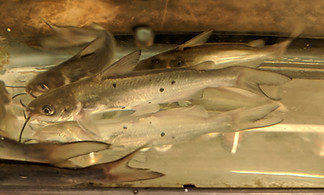 Catfish.jpg