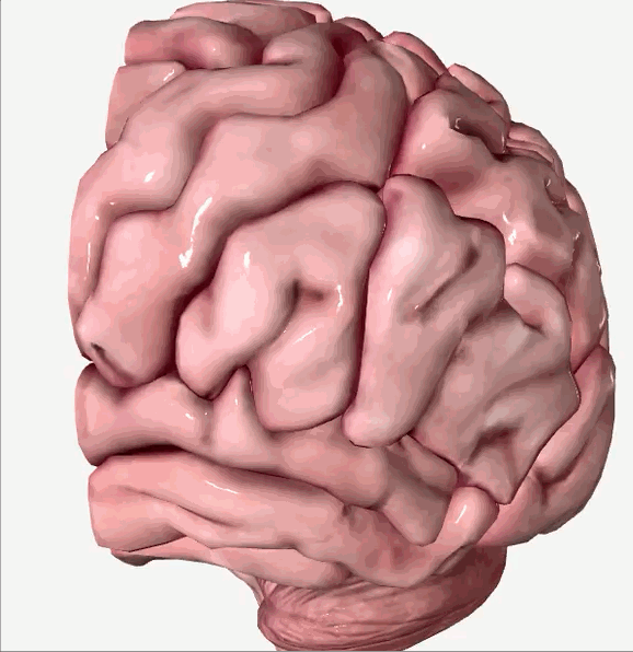 Paint On Brain