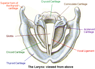 Vocal_folds_Diagram - white.gif