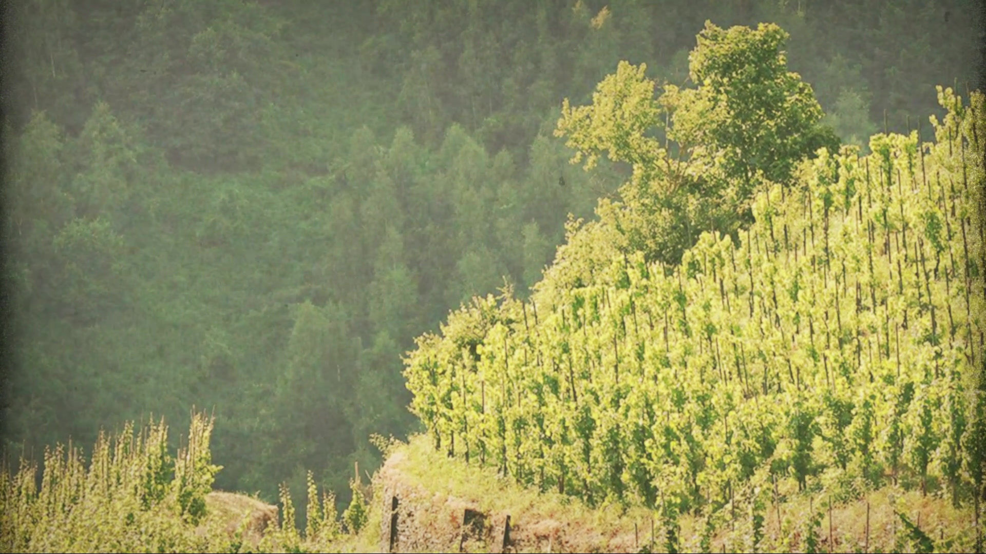 Rebstock-patenschaft