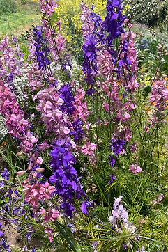 Flower_5.jpg