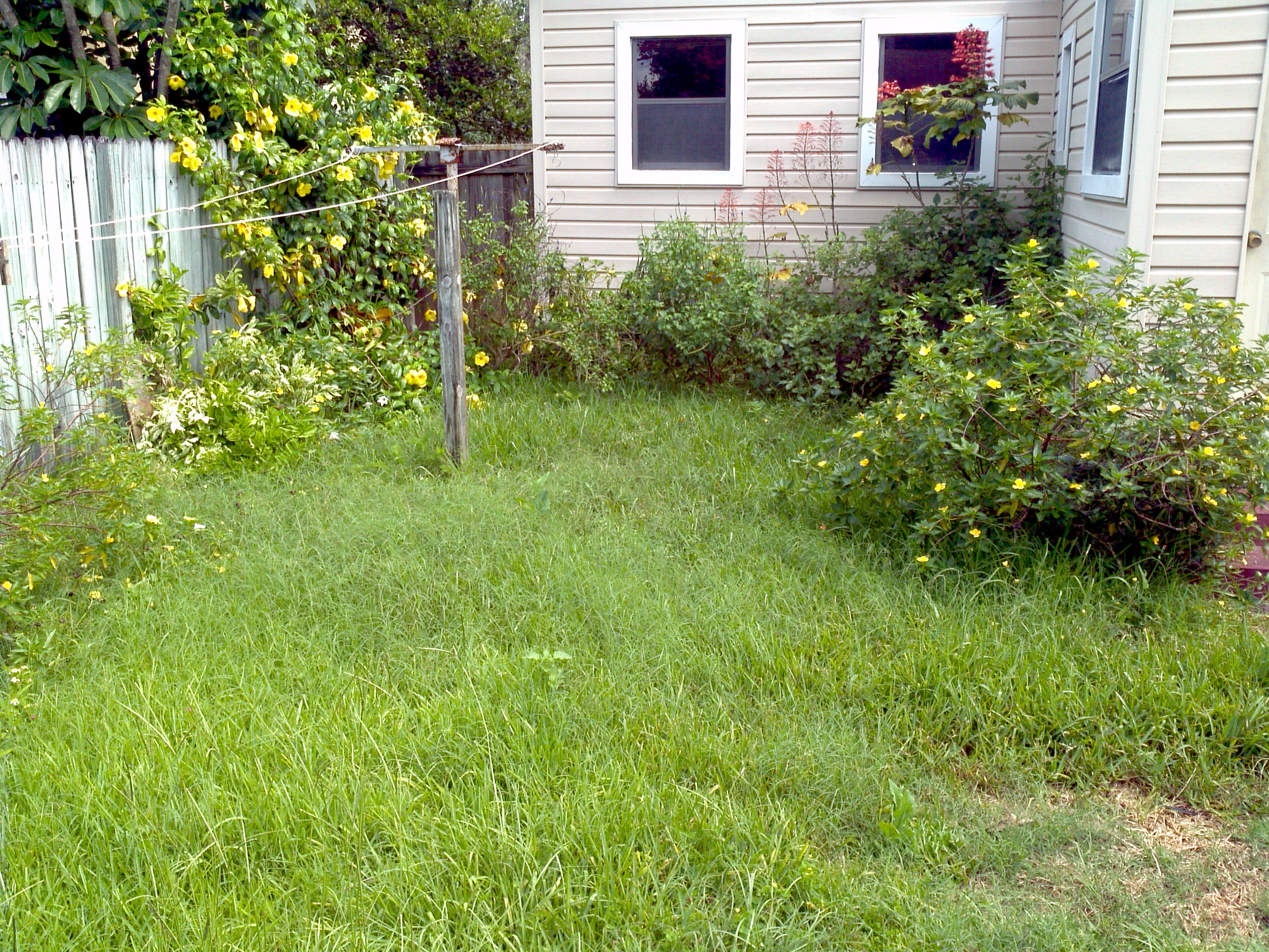 Backyard before