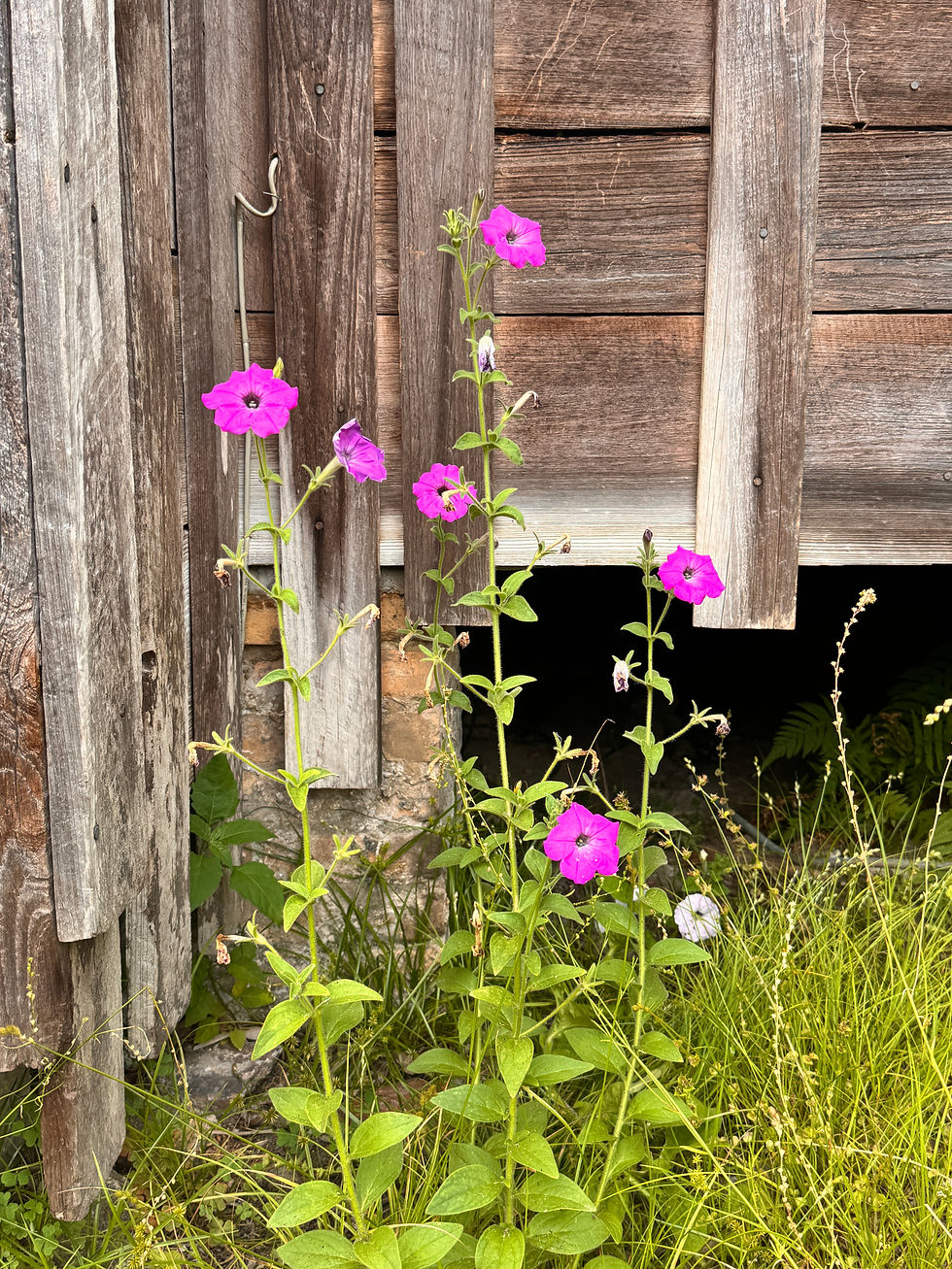 Wildflowers
