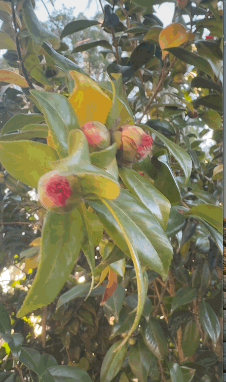 VD: Morning sunlight dappled camelia tree, a hand puts down the book and opens it.