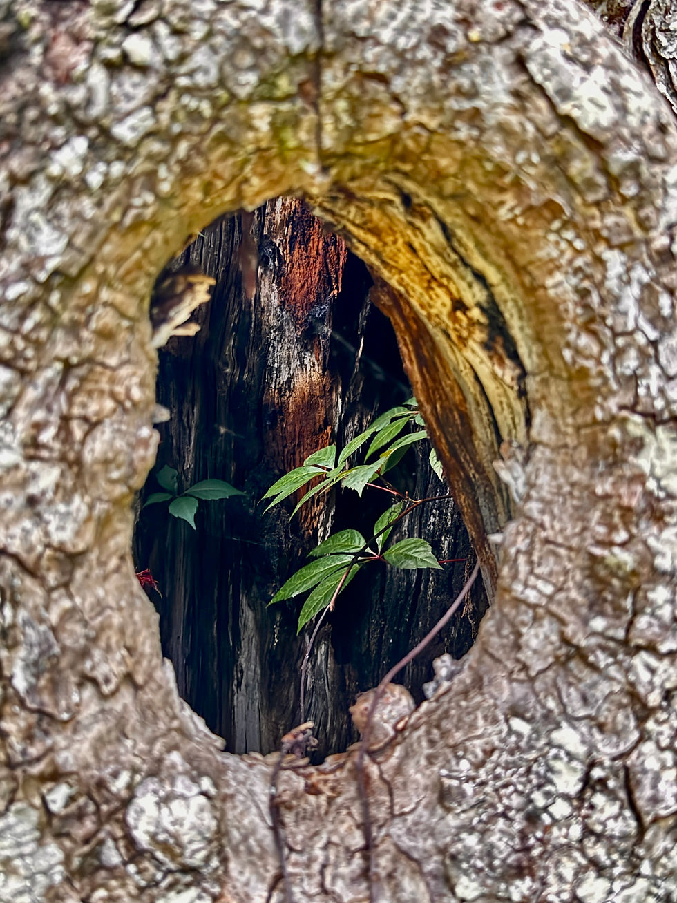 Nature