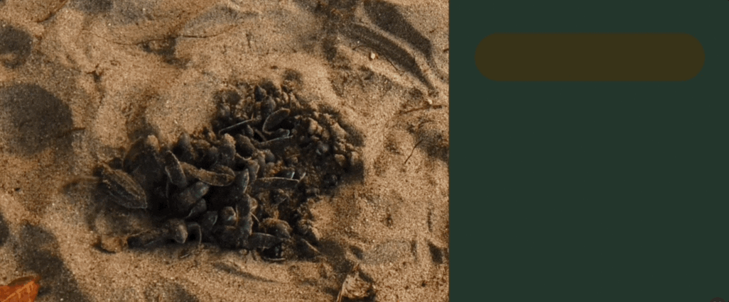 Close-up of a sandy sea-turtle nest as tiny hatchlings emerge and crawl toward the surface, flippers outstretched.