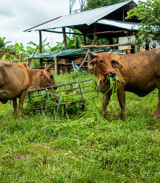 brown-cow-eatting-grass-1.jpg