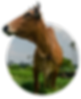 closeup-domestic-cow-field-1.png