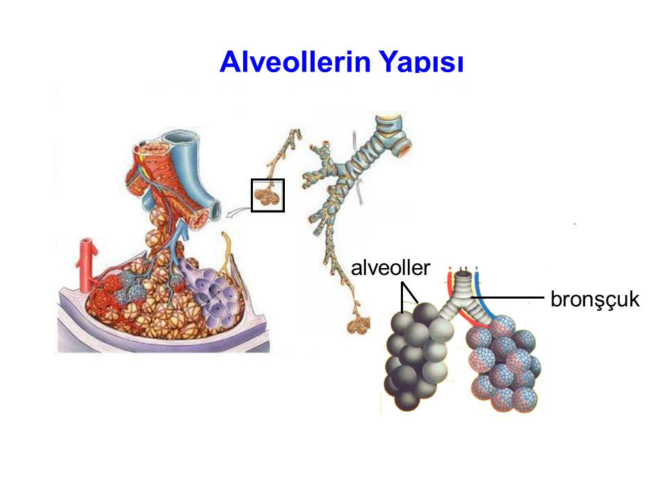 ALVEOLLERİN YAPISI