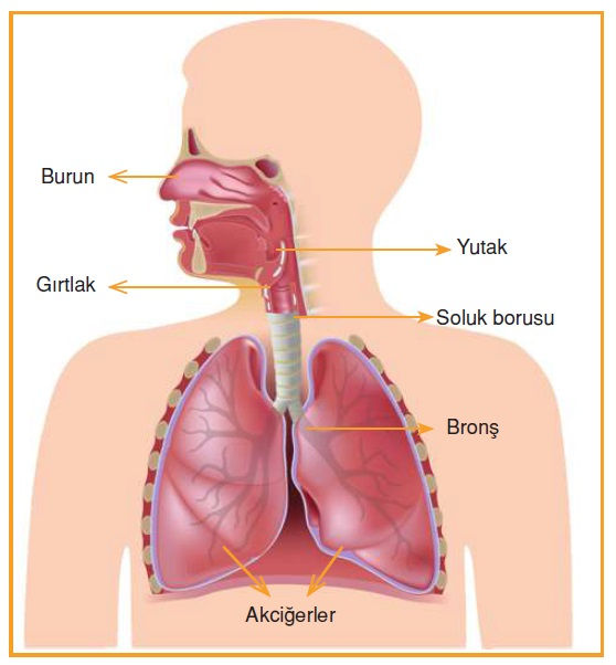 Solunum Organları