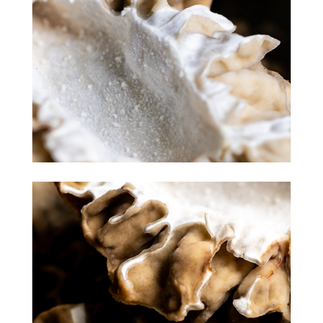 macro shot of morel mushrooms