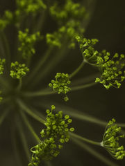 dill flower macro