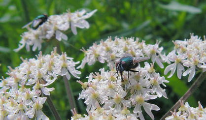 The Last Buzz
