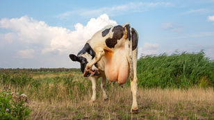 Golden Calves, or Bursting Udders on Bony Legs?