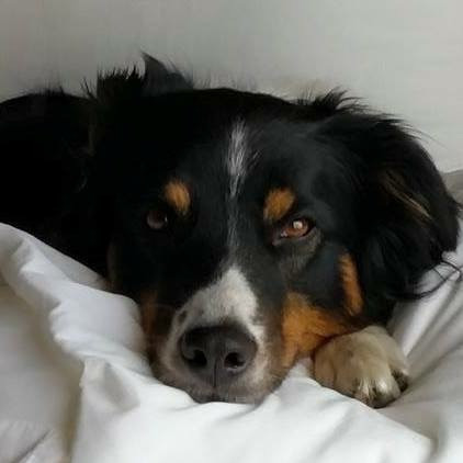 English Shepherd