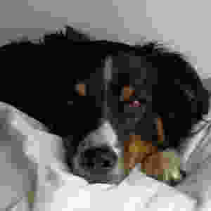 English Shepherd