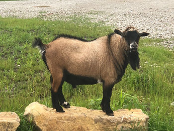 dwarf bilky goat