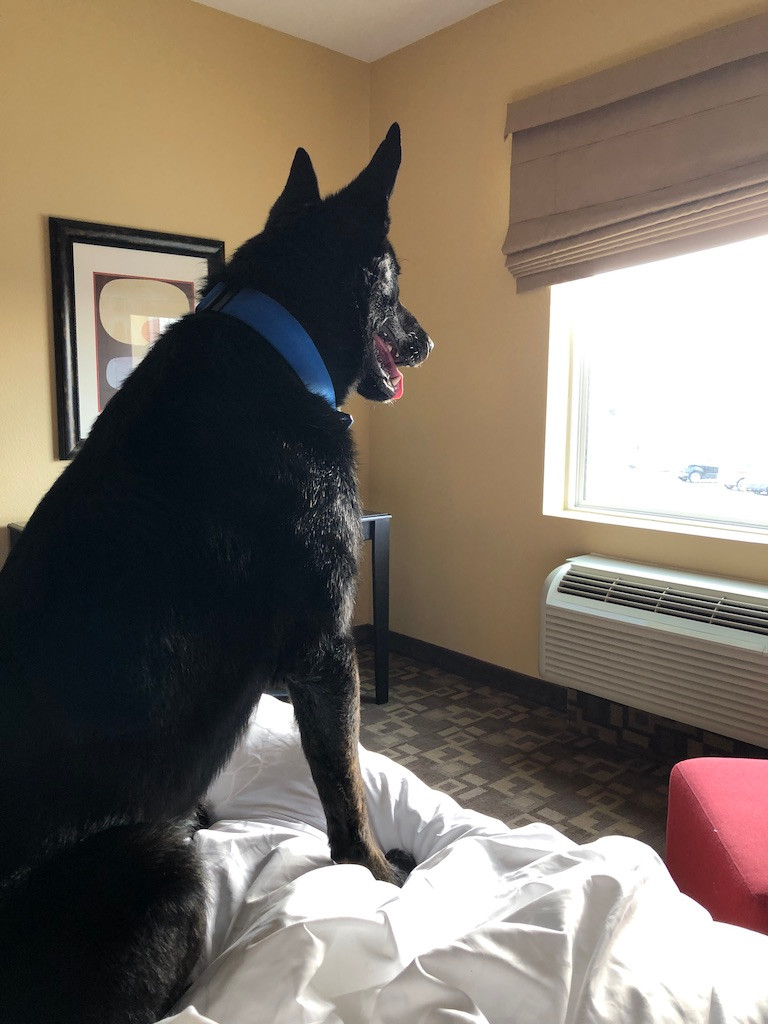 Dutch Shepherd