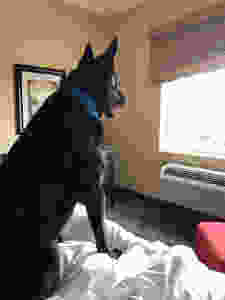 Dutch Shepherd