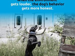 When the environment speaks louder than the dog