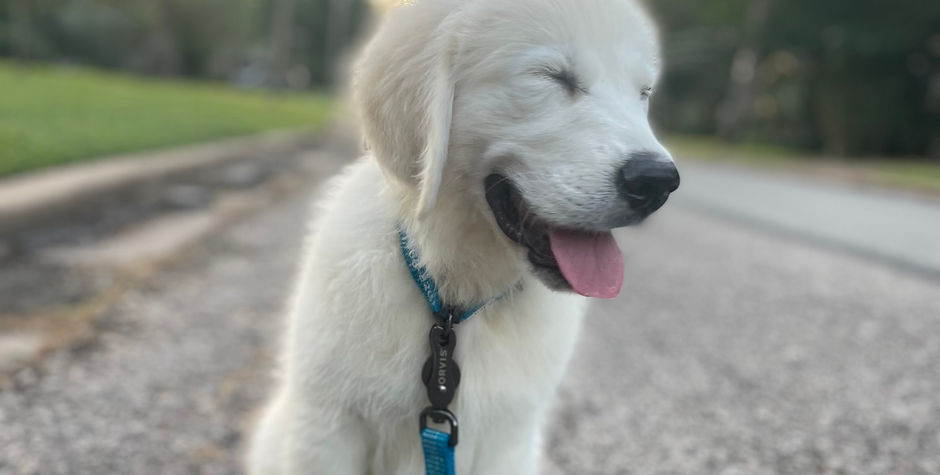 Puppies love training in public