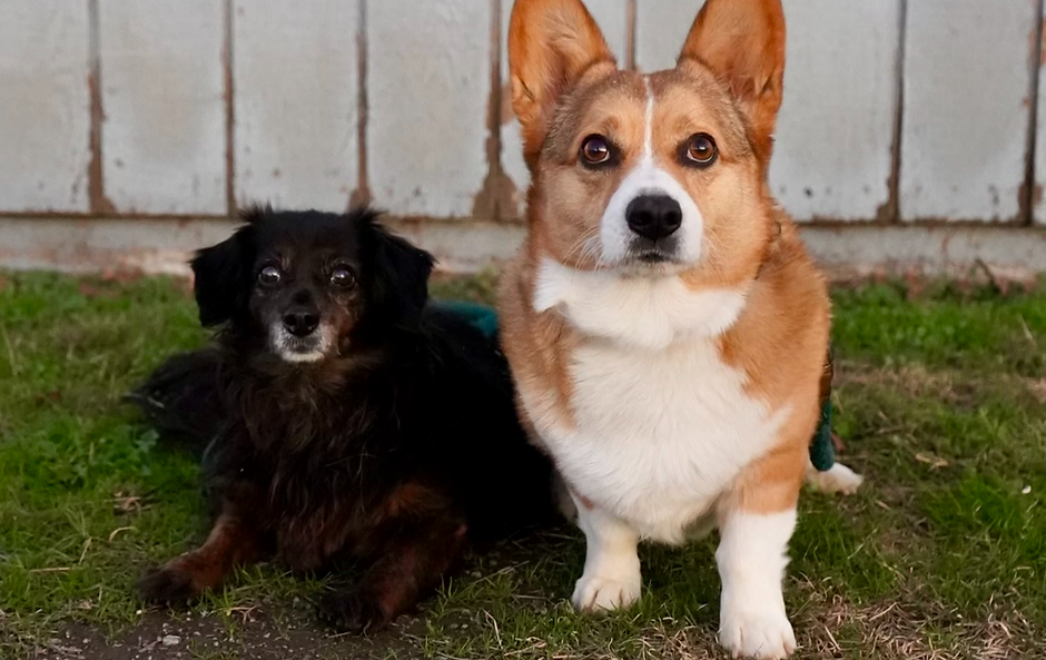 Two different breeds training together in fairview, Tx