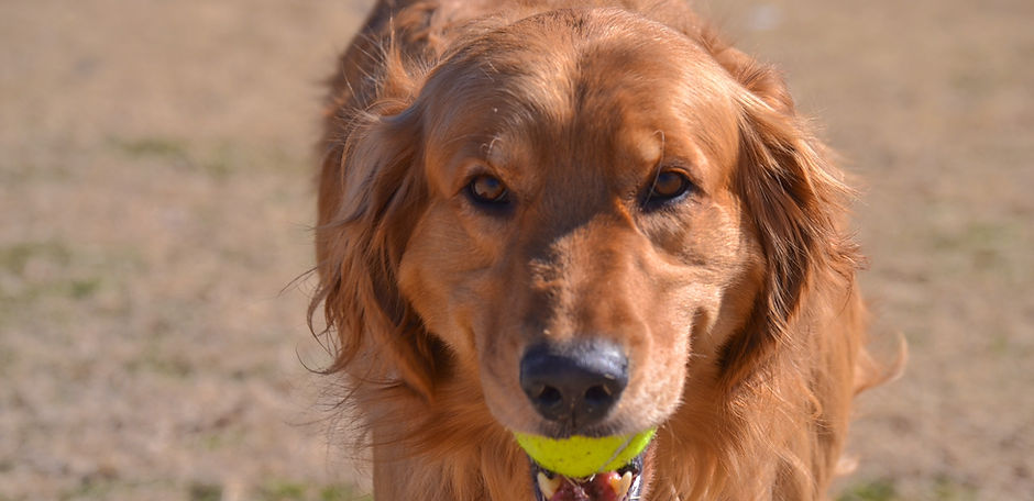 Golden Retriever with a ball
