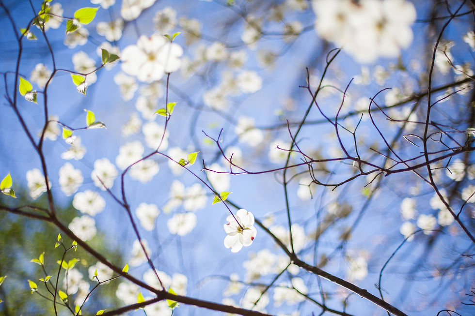 Photo by Ashley Bean via Unsplash