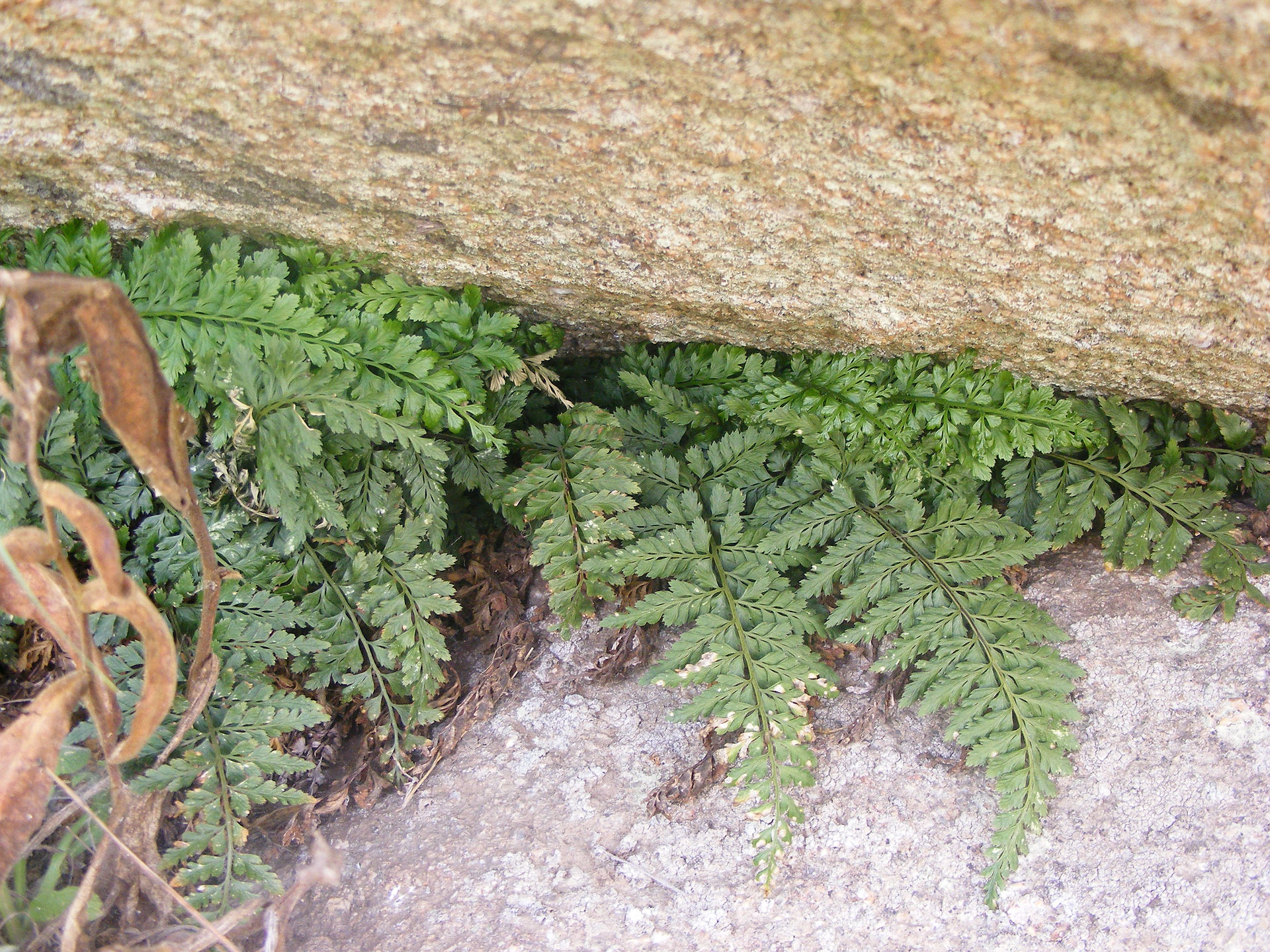 DSCF2198 (1)