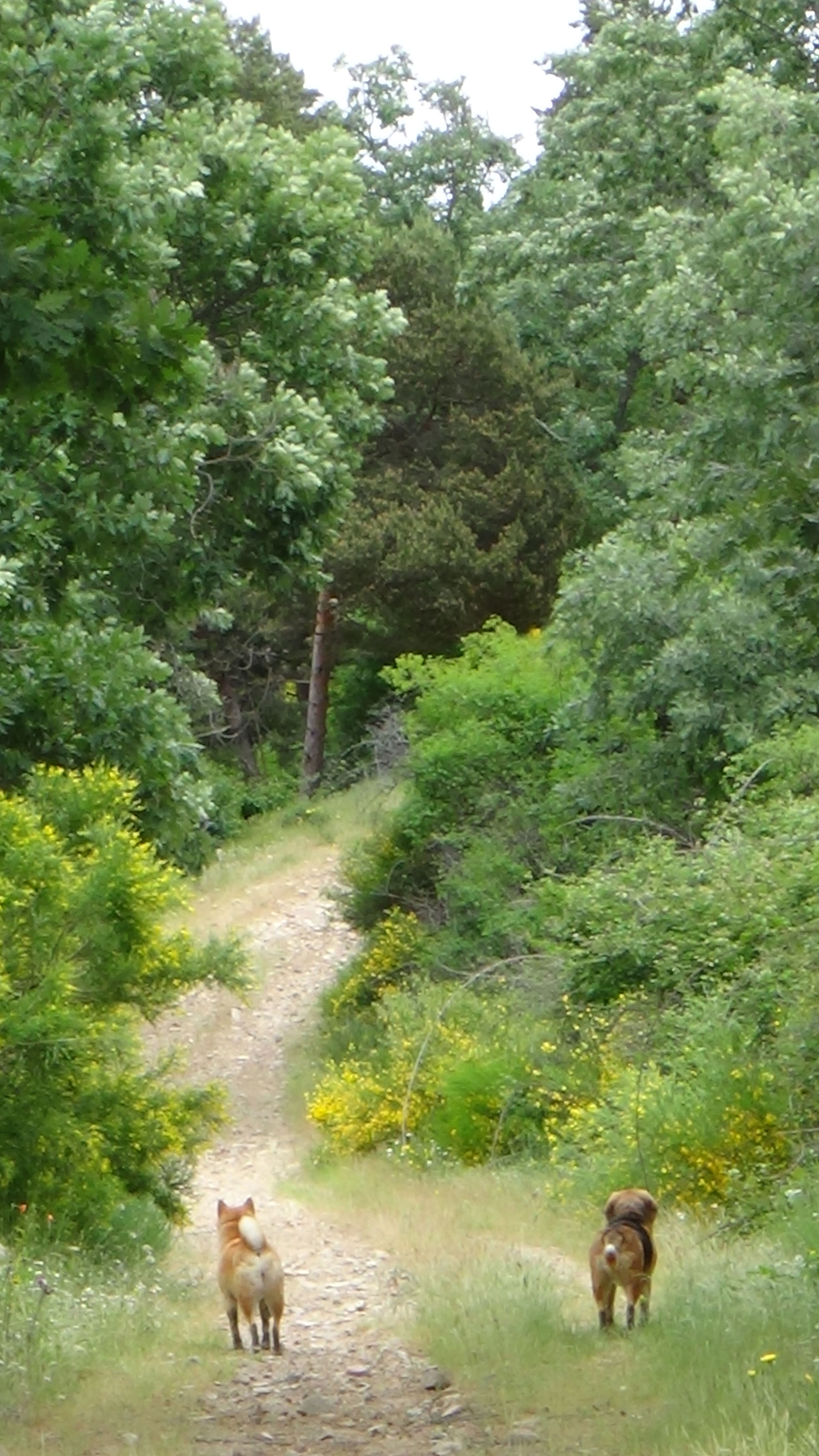 DSC05232