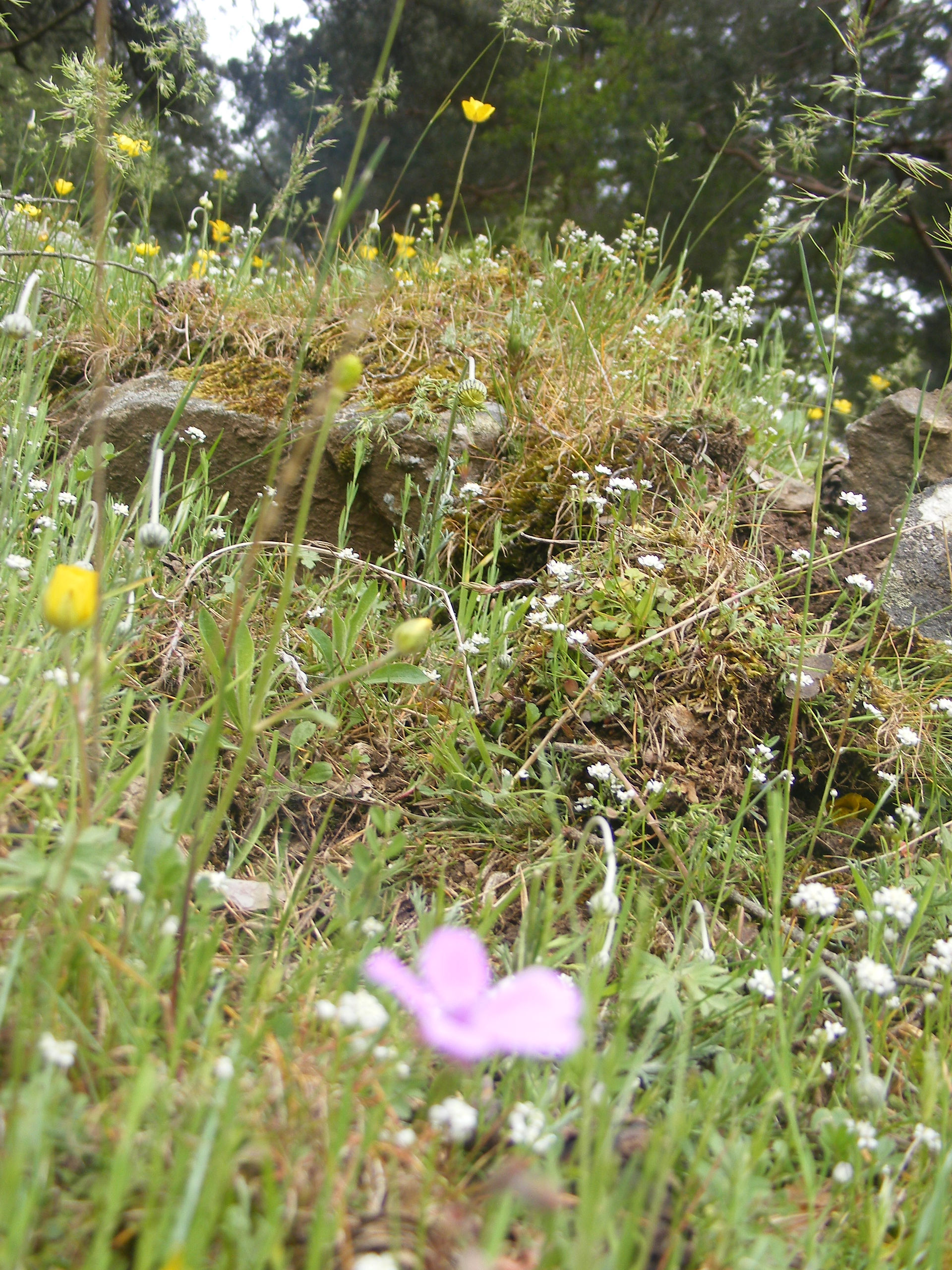 Ladera pratense variedad de flora