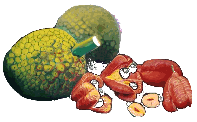 ackee.gif