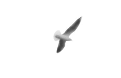 鳥_2.png