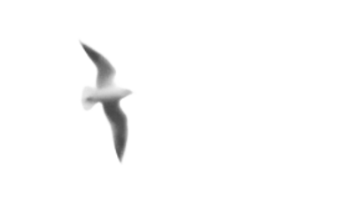 鳥_2.png