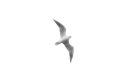 鳥_2.png