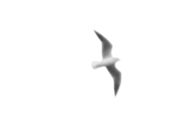 鳥_2.png