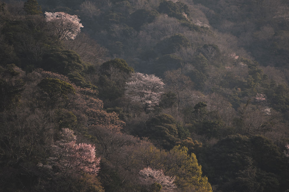 SAKURA_4.jpg