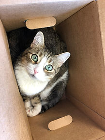 abbey in a box.jpeg